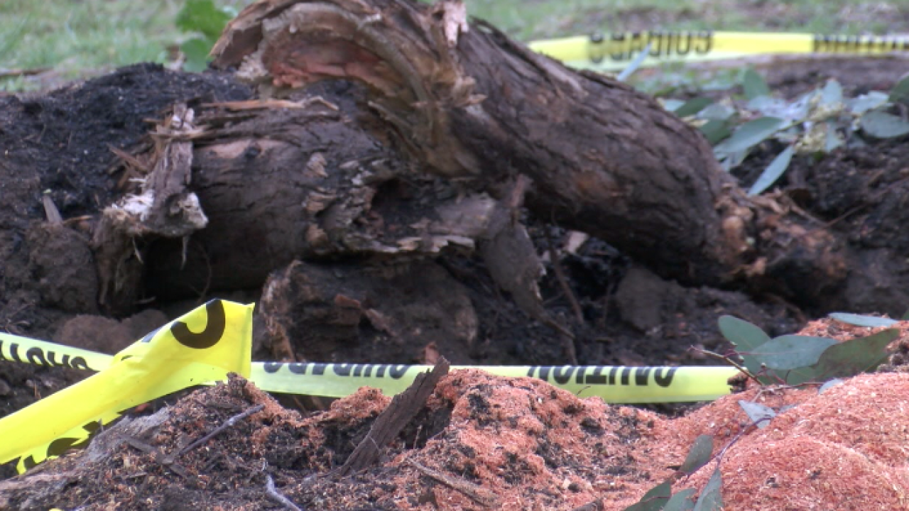 Wet weather brings more concerns after tree falls in Balboa Park